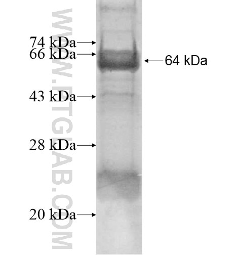 MON1B fusion protein Ag11533 SDS-PAGE