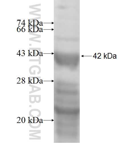 MON1B fusion protein Ag9920 SDS-PAGE