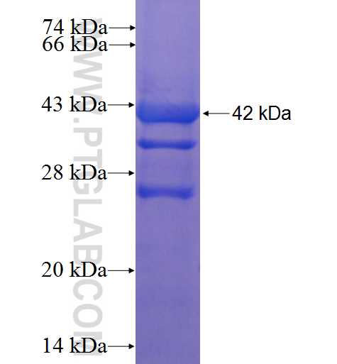 MON2 fusion protein Ag22998 SDS-PAGE