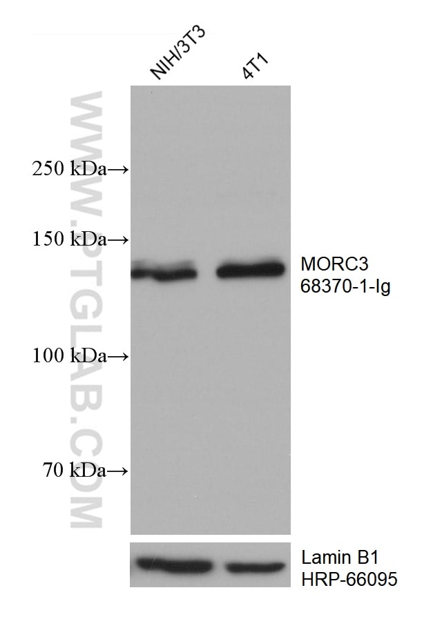 Western Blot (WB) analysis of various lysates using MORC3 Monoclonal antibody (68370-1-Ig)