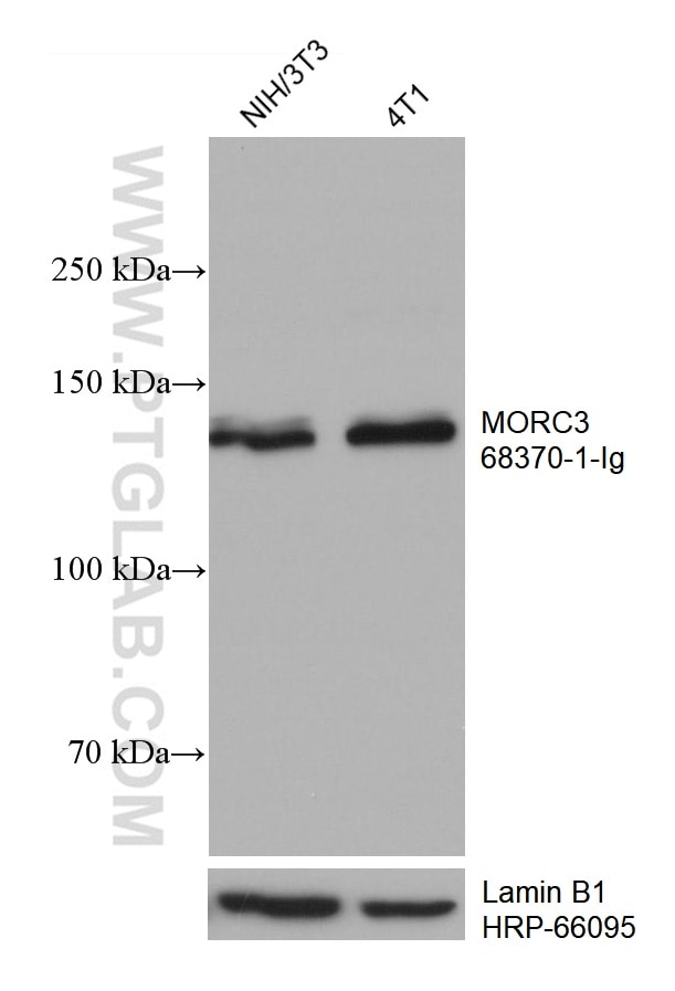 WB analysis using 68370-1-Ig