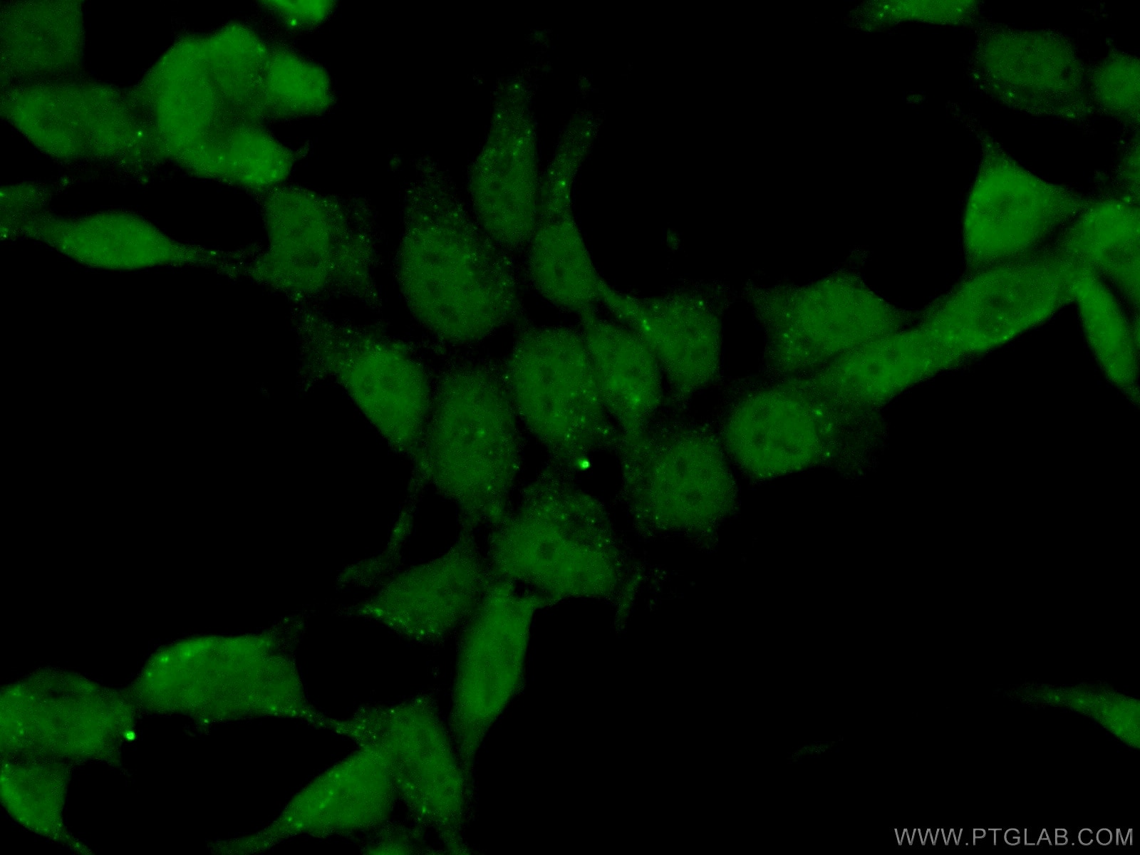Immunofluorescence (IF) / fluorescent staining of HEK-293 cells using MORF4L1 Polyclonal antibody (55257-1-AP)