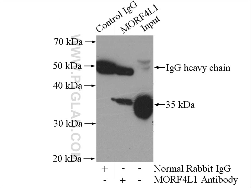 Immunoprecipitation (IP) experiment of HEK-293 cells using MORF4L1 Polyclonal antibody (55257-1-AP)