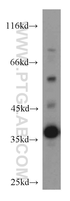Western Blot (WB) analysis of mouse brain tissue using MORF4L1 Polyclonal antibody (55257-1-AP)