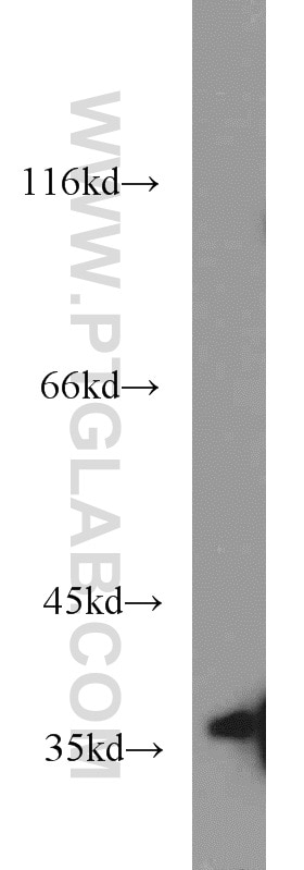 Western Blot (WB) analysis of HEK-293 cells using MORF4L1 Polyclonal antibody (55257-1-AP)