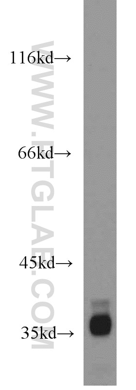 Western Blot (WB) analysis of A549 cells using MORF4L1 Polyclonal antibody (55257-1-AP)