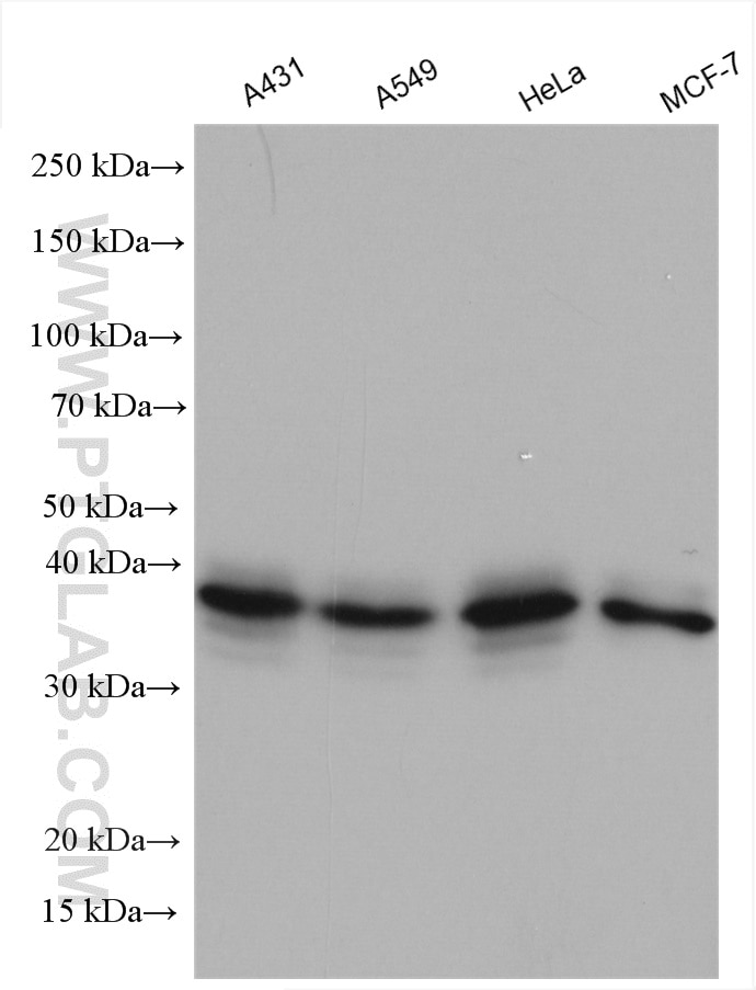Western Blot (WB) analysis of various lysates using MORF4L2 Polyclonal antibody (14710-1-AP)