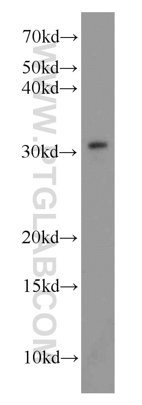 Western Blot (WB) analysis of HeLa cells using MORF4L2 Polyclonal antibody (14710-1-AP)