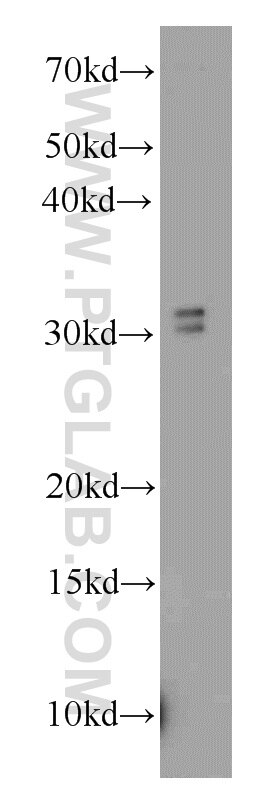 Western Blot (WB) analysis of mouse liver tissue using MORF4L2 Polyclonal antibody (14710-1-AP)