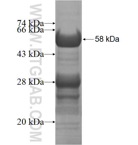 MORF4L2 fusion protein Ag6404 SDS-PAGE