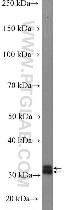 Western Blot (WB) analysis of mouse testis tissue using MORG1 Polyclonal antibody (27244-1-AP)