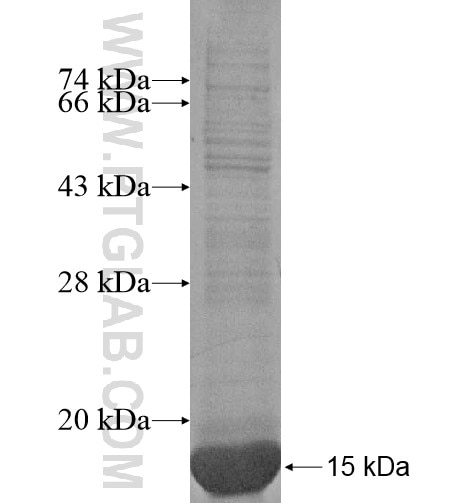 MORN2 fusion protein Ag16106 SDS-PAGE