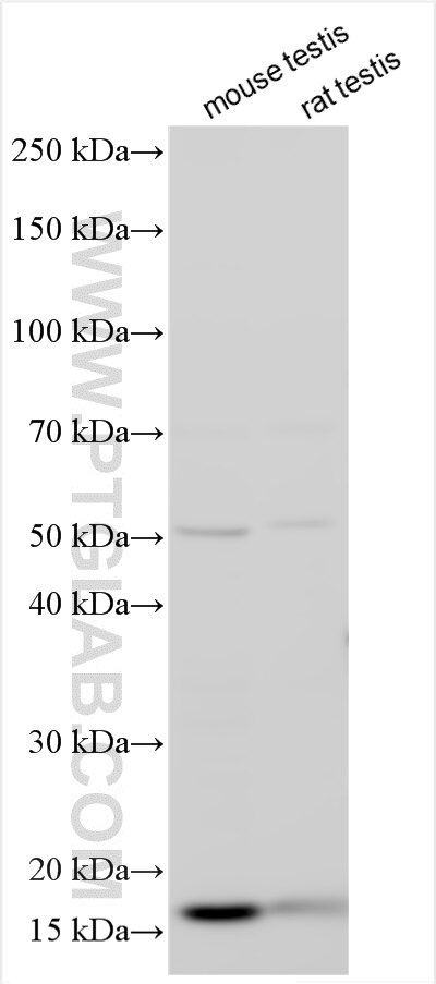 Western Blot (WB) analysis of various lysates using MORN5 Polyclonal antibody (24978-1-AP)