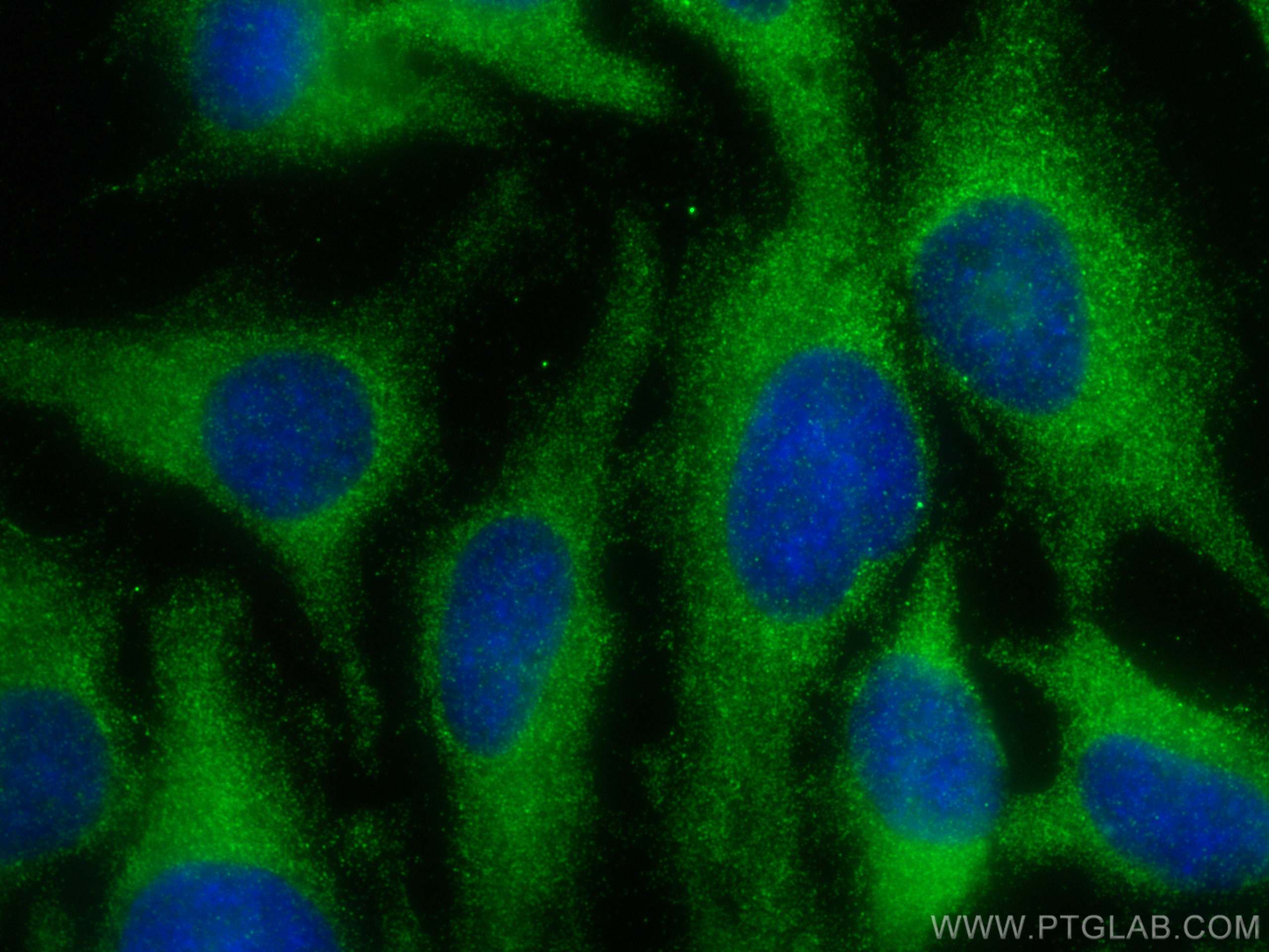Immunofluorescence (IF) / fluorescent staining of HeLa cells using MOS Polyclonal antibody (26454-1-AP)