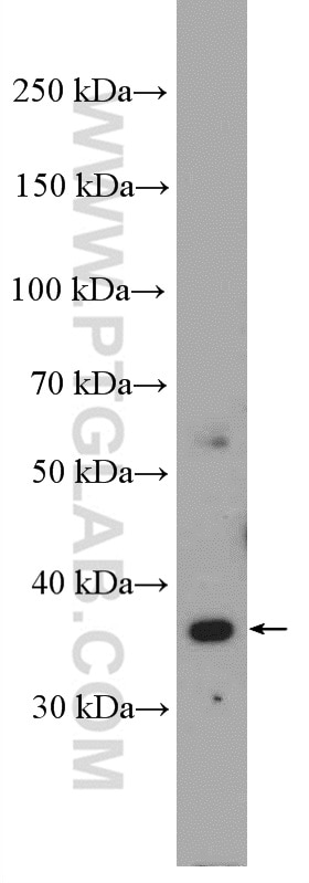 Western Blot (WB) analysis of HeLa cells using MOS Polyclonal antibody (26454-1-AP)