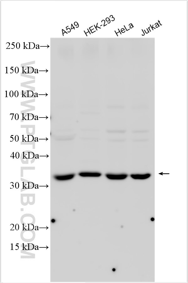 Western Blot (WB) analysis of various lysates using MOS Polyclonal antibody (26454-1-AP)