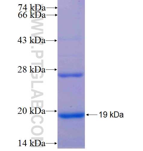 MOS fusion protein Ag24585 SDS-PAGE