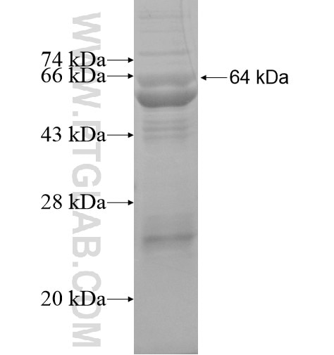 MOS fusion protein Ag15289 SDS-PAGE