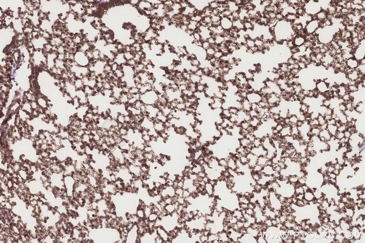 Immunohistochemistry (IHC) staining of mouse lung tissue using MOSC1 Polyclonal antibody (25490-1-AP)