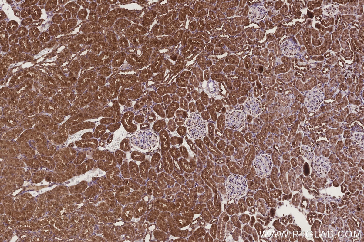 Immunohistochemistry (IHC) staining of rat kidney tissue using MOSC1 Polyclonal antibody (25490-1-AP)