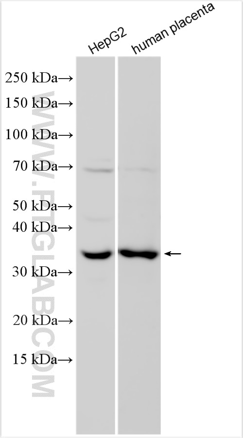 Western Blot (WB) analysis of various lysates using MOSC1 Polyclonal antibody (25490-1-AP)