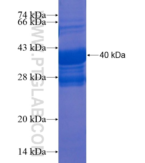 MOSC1 fusion protein Ag21989 SDS-PAGE