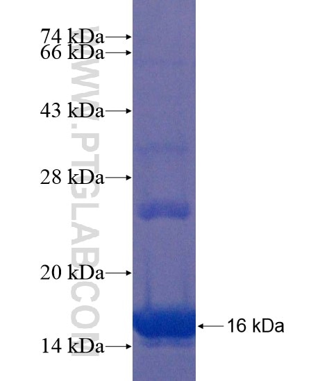 MOSC1 fusion protein Ag22000 SDS-PAGE