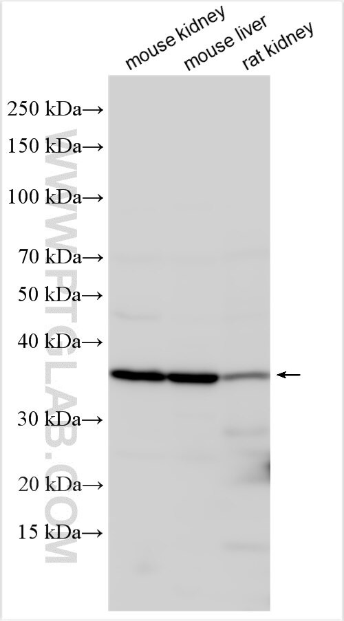 Western Blot (WB) analysis of various lysates using MOSC2 Polyclonal antibody (24782-1-AP)