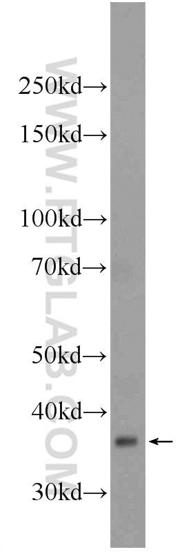 Western Blot (WB) analysis of mouse liver tissue using MOSC2 Polyclonal antibody (24782-1-AP)