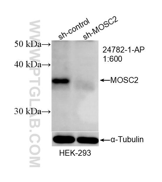 WB result of MOSC2 antibody (24782-1-AP; 1:600; incubated at room temperature for 1.5 hours) with sh-Control and sh-MOSC2 transfected HEK-293 cells. Western Blot (WB) analysis of HEK-293 cells using MOSC2 Polyclonal antibody (24782-1-AP)