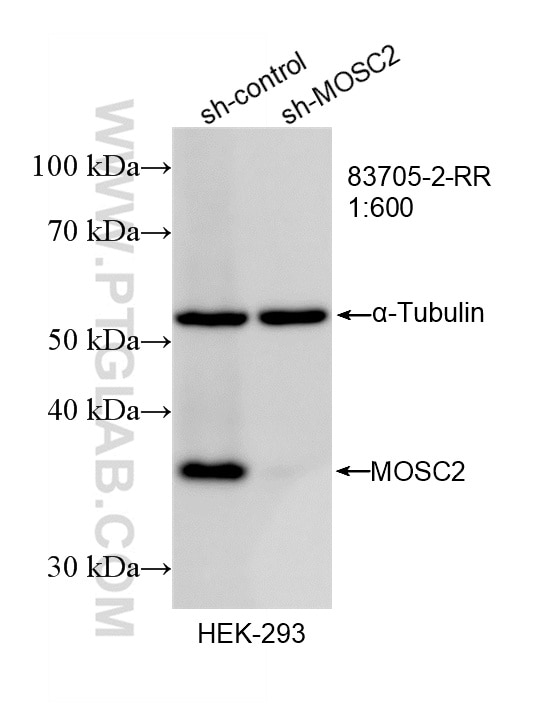 WB result of MOSC2 antibody (83705-2-RR; 1:600; incubated at room temperature for 1.5 hours) with sh-Control and sh-MOSC2 transfected HEK-293 cells. This data was developed using the same antibody clone with 83705-2-PBS in a different storage buffer formulation. Western Blot (WB) analysis of HEK-293 cells using MOSC2 Recombinant monoclonal antibody (83705-2-RR)