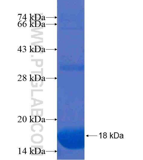 MOSC2 fusion protein Ag20706 SDS-PAGE