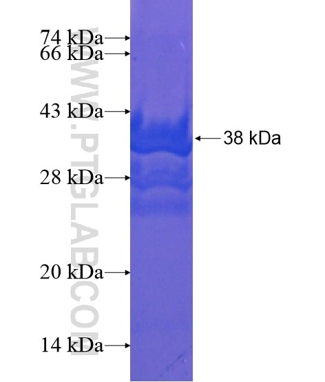 MOSC2 fusion protein Ag20694 SDS-PAGE