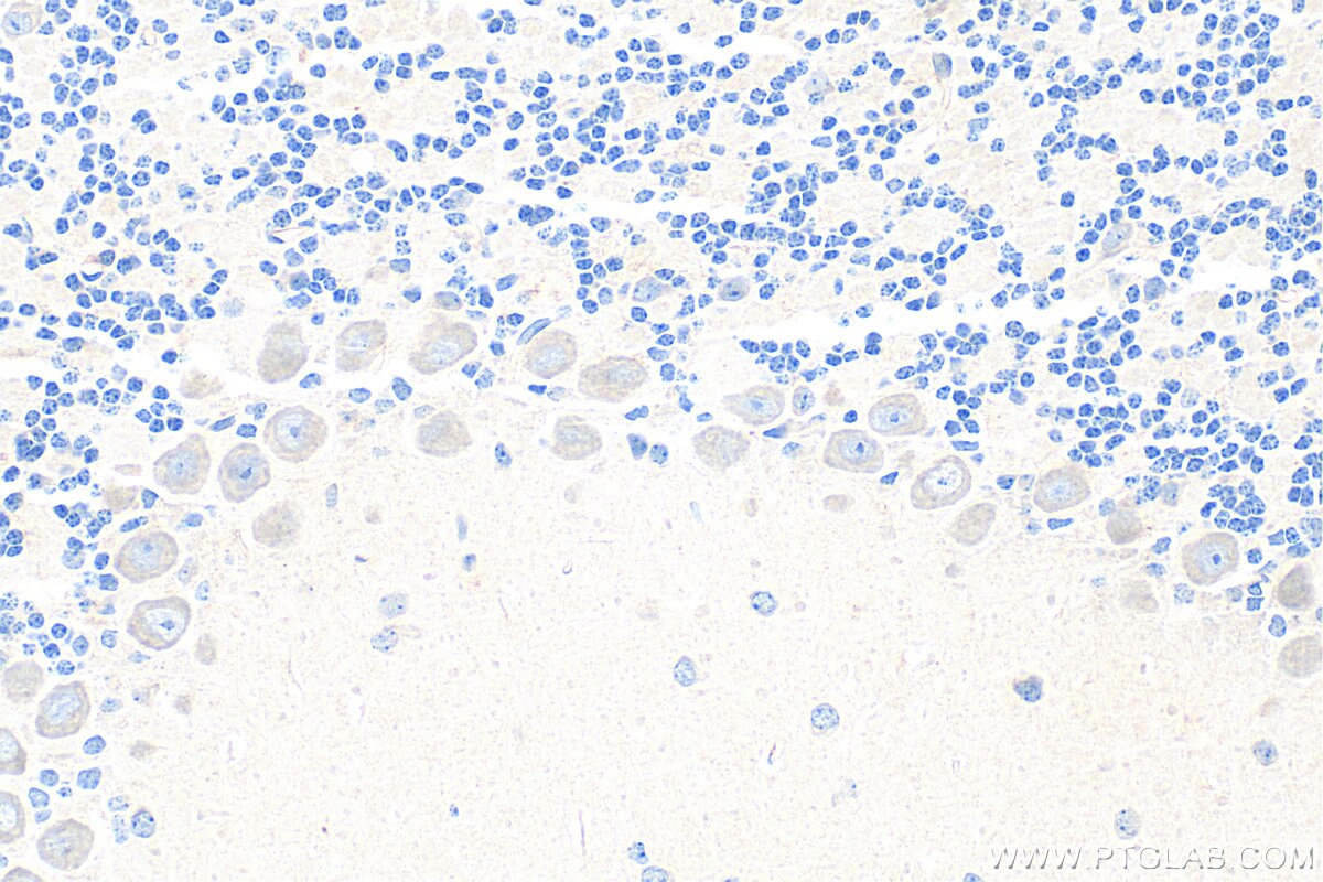 Immunohistochemistry (IHC) staining of mouse cerebellum tissue using MOSPD1 Polyclonal antibody (32307-1-AP)
