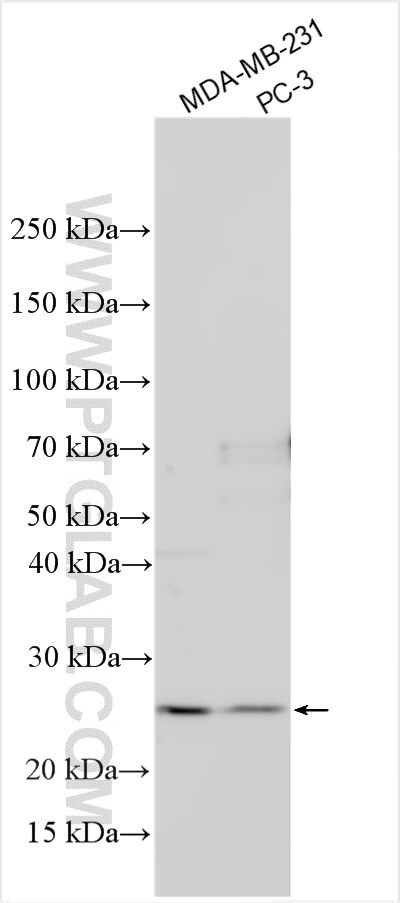 Western Blot (WB) analysis of various lysates using MOSPD1 Polyclonal antibody (32307-1-AP)