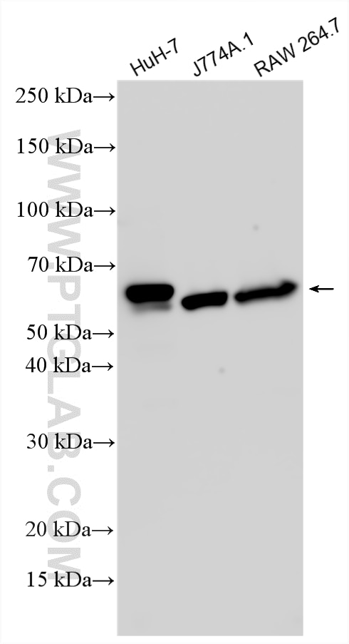 Western Blot (WB) analysis of various lysates using MOSPD2 Polyclonal antibody (25617-1-AP)