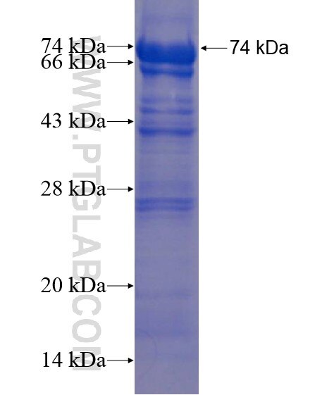 MOSPD2 fusion protein Ag22206 SDS-PAGE