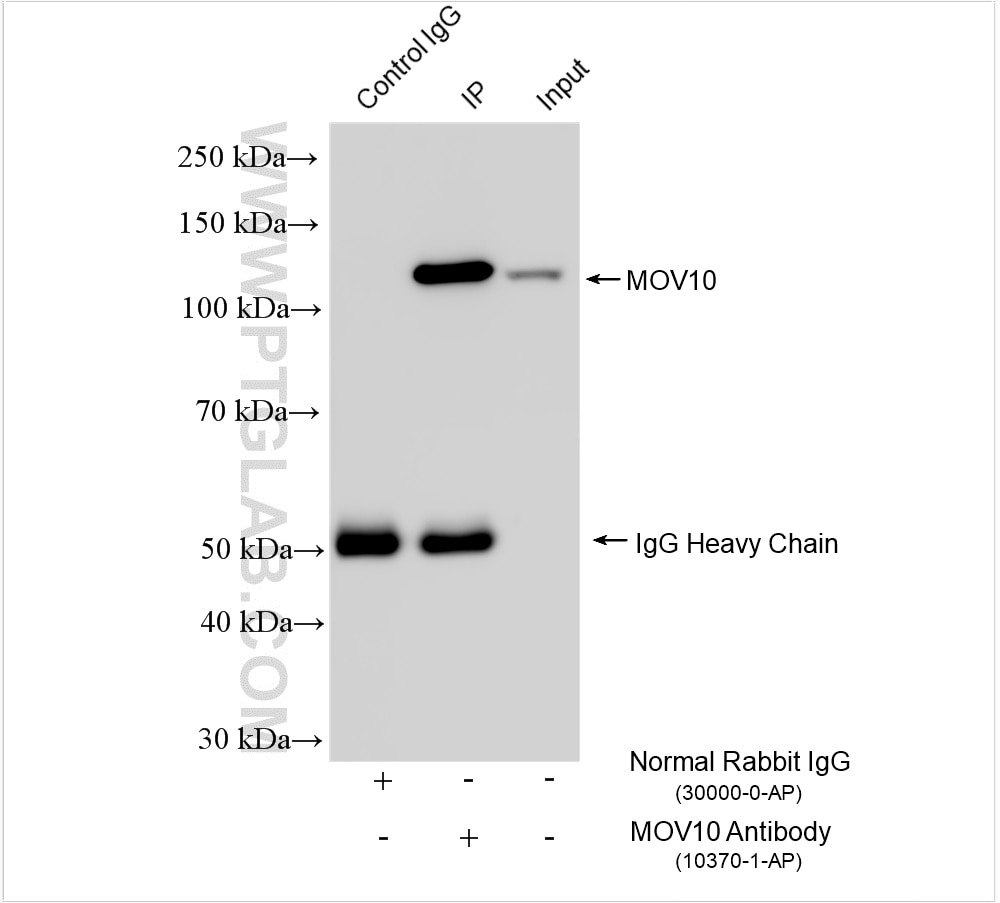 Immunoprecipitation (IP) experiment of HepG2 cells using MOV10 Polyclonal antibody (10370-1-AP)