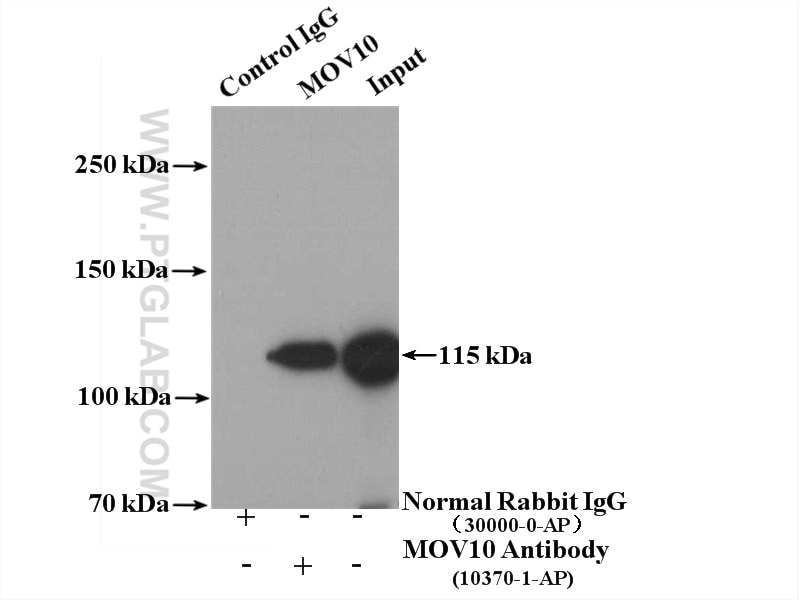 Immunoprecipitation (IP) experiment of Hepg2 cells using MOV10 Polyclonal antibody (10370-1-AP)