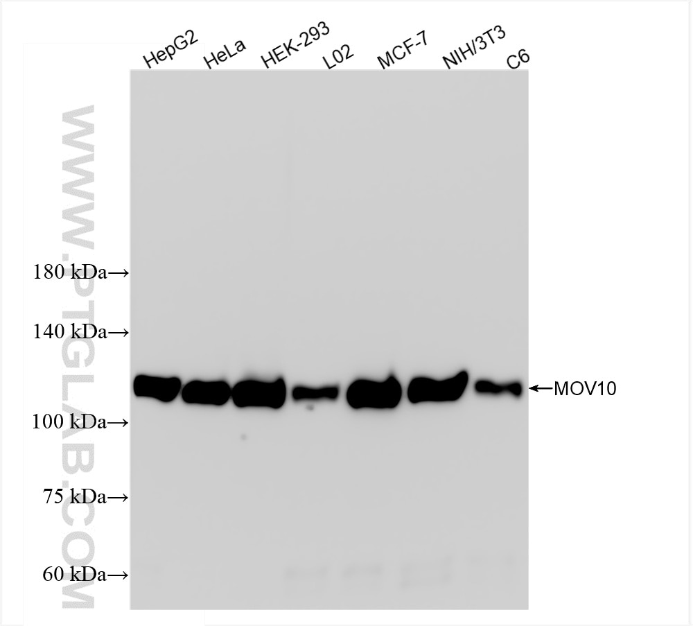 Western Blot (WB) analysis of various lysates using MOV10 Recombinant antibody (85818-5-RR)
