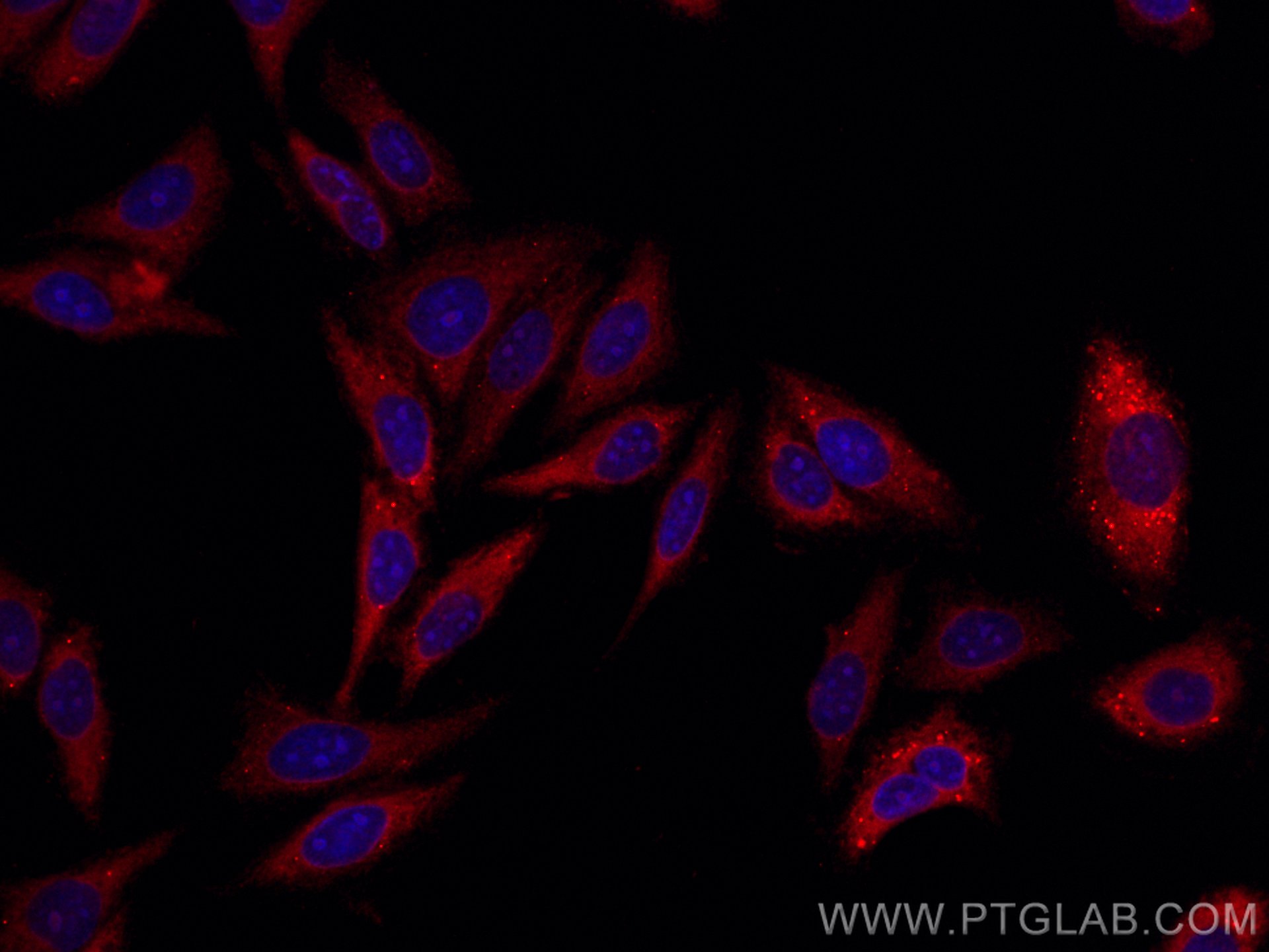 Immunofluorescence (IF) / fluorescent staining of HepG2 cells using CoraLite®594-conjugated MOV10 Polyclonal antibody (CL594-10370)