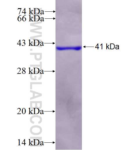 MOV10 fusion protein Ag0384 SDS-PAGE