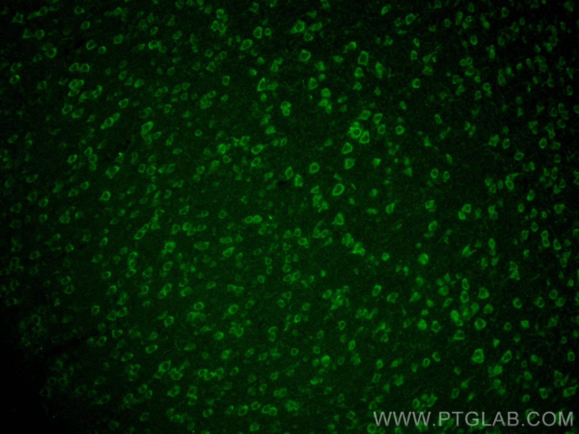 Immunofluorescence (IF) / fluorescent staining of mouse brain tissue using MOXD1 Polyclonal antibody (11545-1-AP)