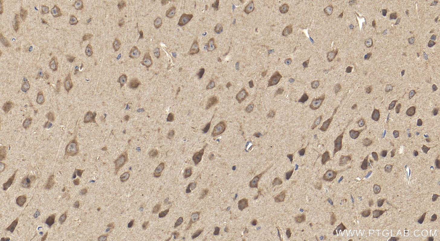 Immunohistochemistry (IHC) staining of mouse brain tissue using MOXD1 Polyclonal antibody (11545-1-AP)