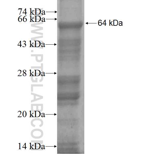MOXD1 fusion protein Ag2060 SDS-PAGE