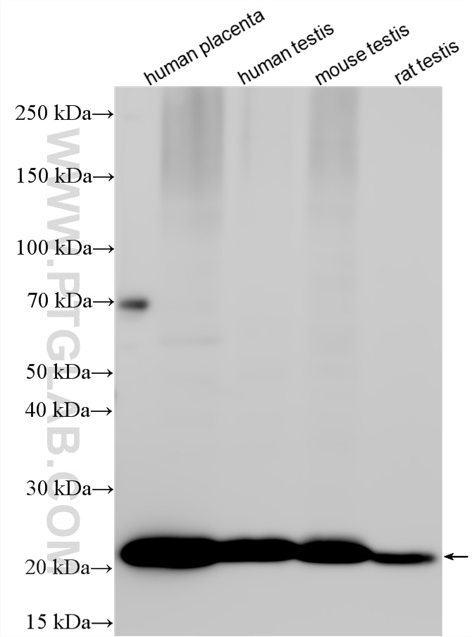 WB analysis using 20321-1-AP (same clone as 20321-1-PBS) Western Blot (WB) analysis of various lysates using MPDU1 Polyclonal antibody (20321-1-AP)