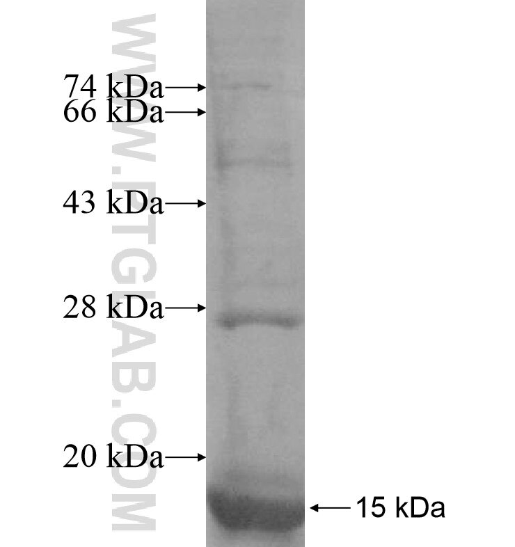 MPDU1 fusion protein Ag16944 SDS-PAGE
