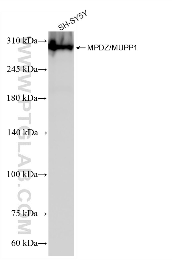 Western Blot (WB) analysis of SH-SY5Y cells using MPDZ/MUPP1 Recombinant monoclonal antibody (87358-1-RR)