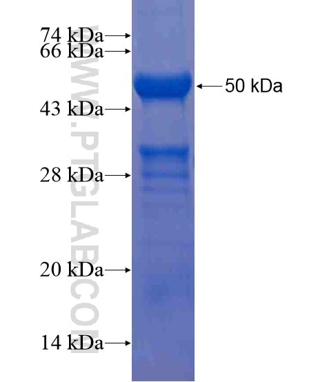 MPEG1 fusion protein Ag21055 SDS-PAGE