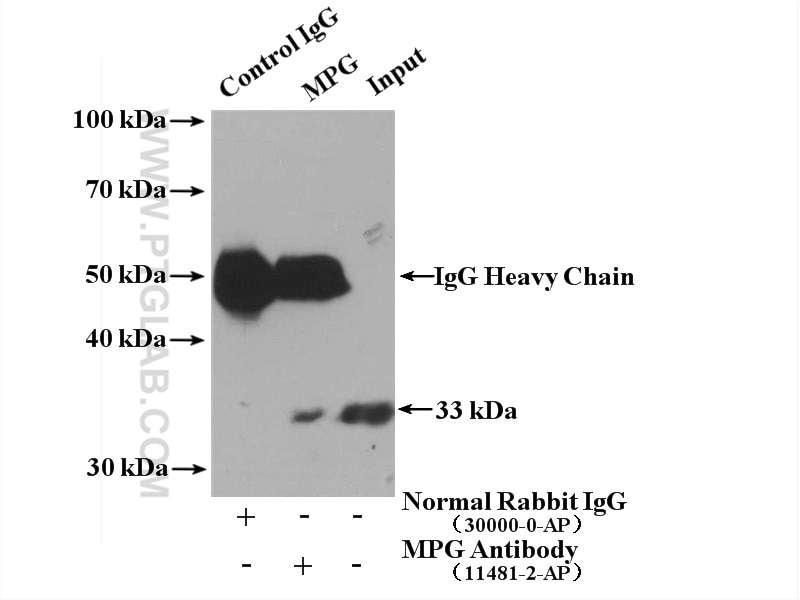 Immunoprecipitation (IP) experiment of HepG2 cells using MPG Polyclonal antibody (11481-2-AP)